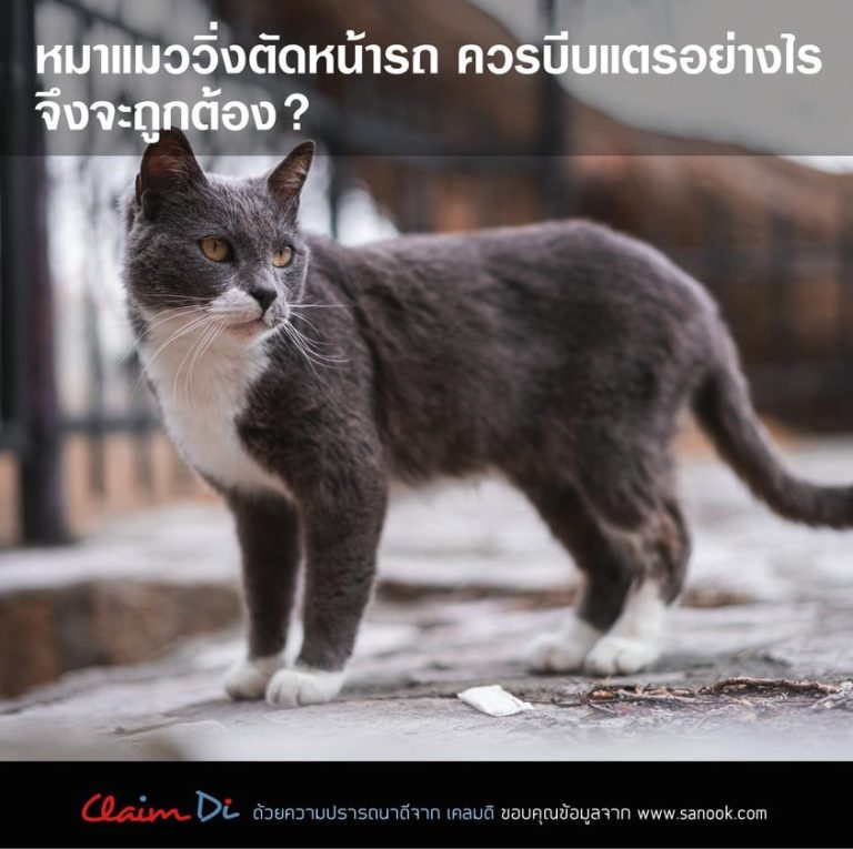 หมาแมววิ่งตัดหน้ารถ บีบแตรอย่างไรจึงจะถูกต้อง???